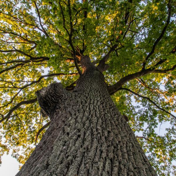 Plants and Animals in Germany: The Flora and Fauna of the Regions